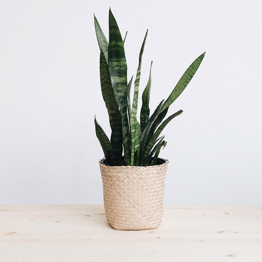 Basket Woven Planter