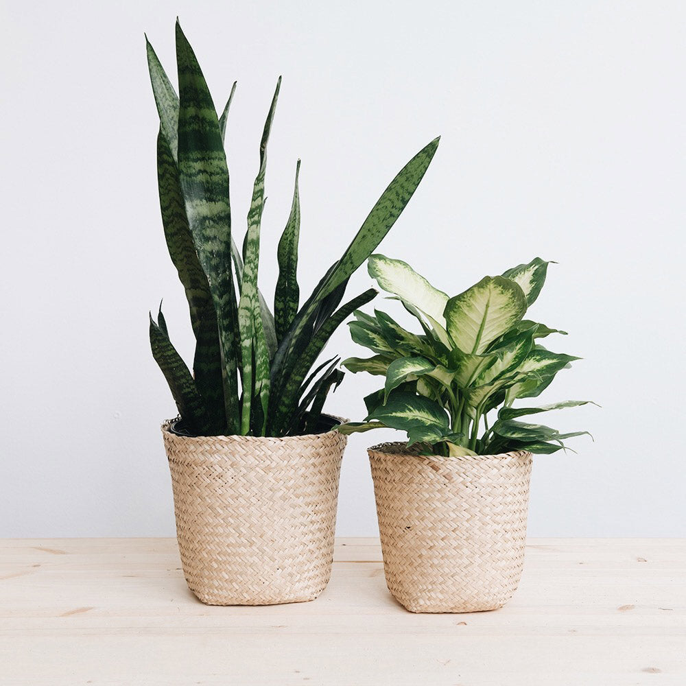 Basket Woven Planter